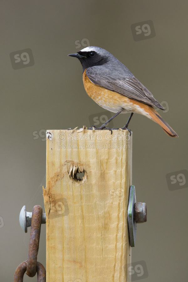 Common Redstart